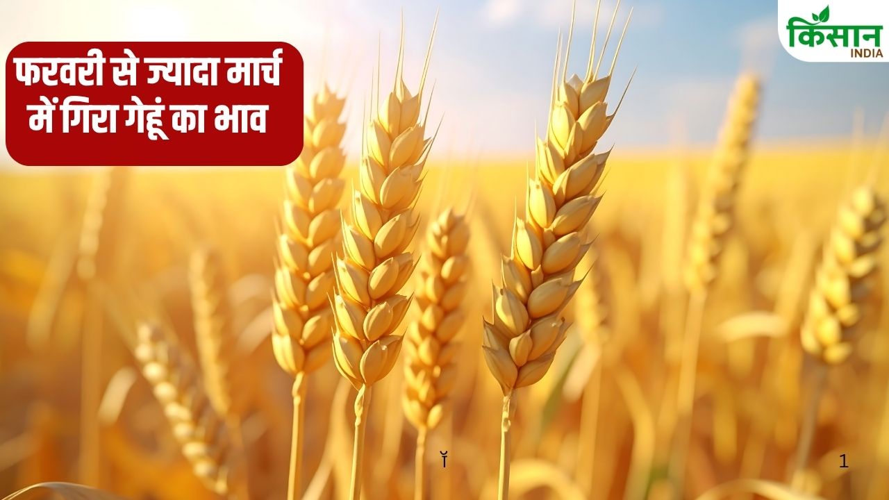 Mandi Bhav Rajasthan Wheat Rates Lower Than Msp Causing Losses To Farmers