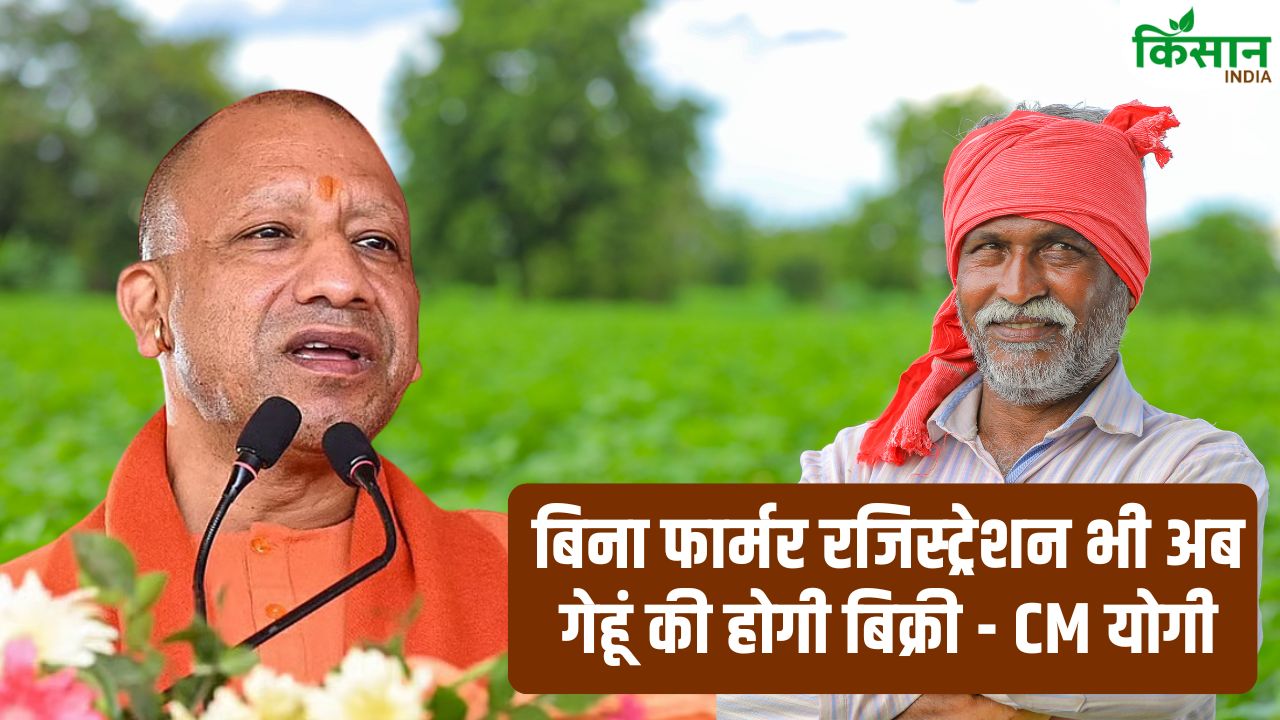 Up Wheat Procurement New Rule Farmers Can Now Sell Wheat Without Registration Yogi Adityanath Big Decision