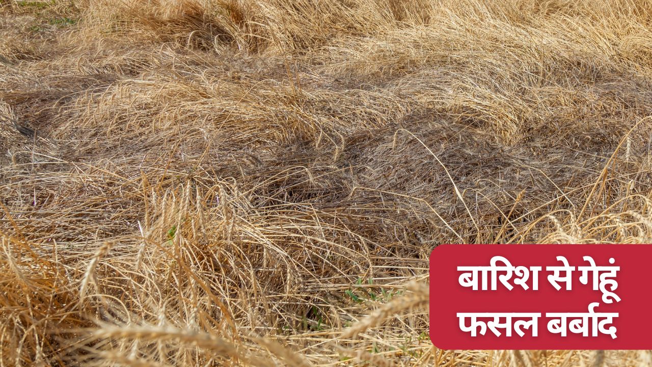 Farmers To Receive Rs 50000 Per Acre In Compensation For Crop Damage Heavy Losses Reported Amidst Rains And Storms In Punjab