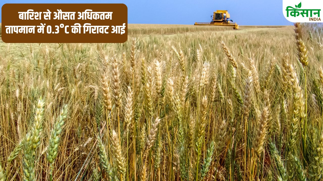 बारिश से गेहूं, चना और सरसों की फसल चौपट, किसान सभा ने की मुआवजा पोर्टल खोलने की मांग