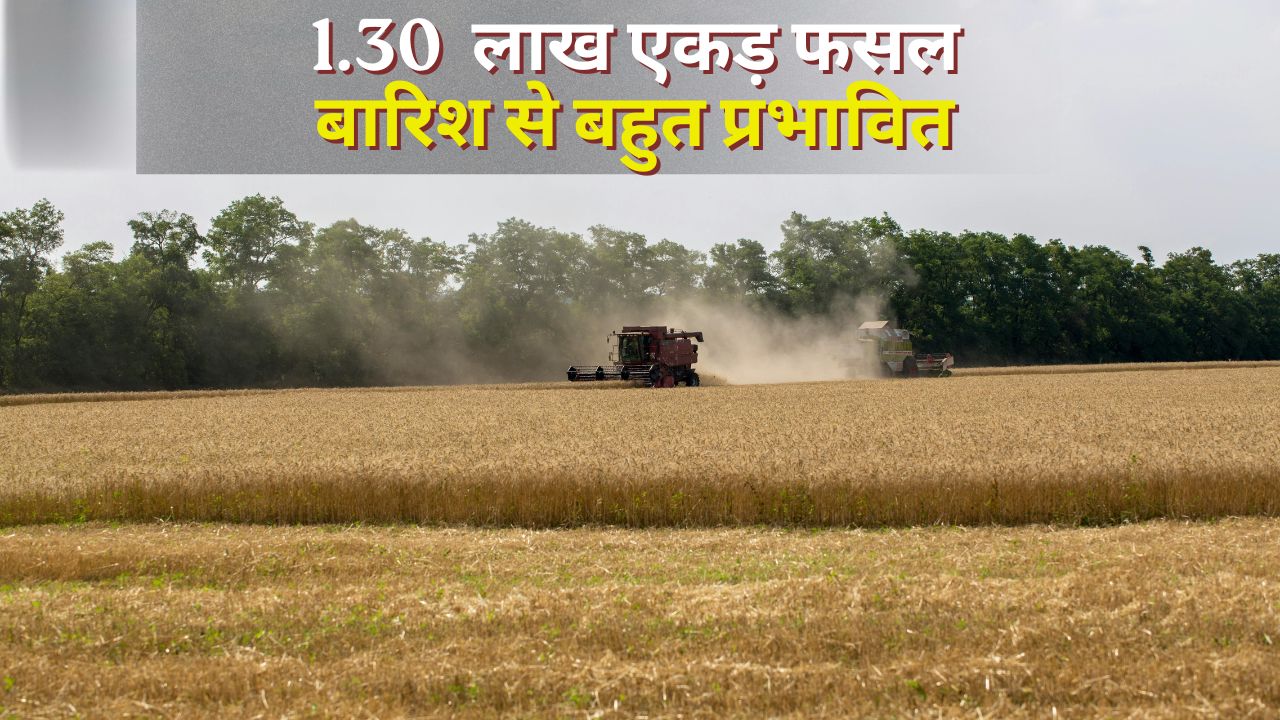 Punjab Will Also Get Relaxation In Wheat Procurement Norms