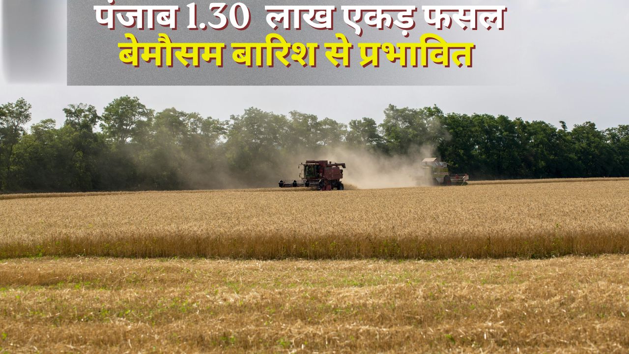 Punjab Will Also Get Relaxation In Wheat Procurement Norms