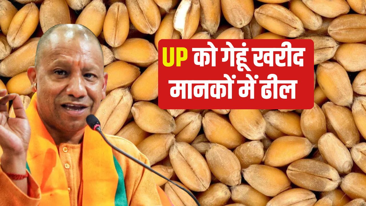Uttar Pradesh Gets Relaxation In Wheat Procurement Norms Wheat Farmers Uttar Pradesh