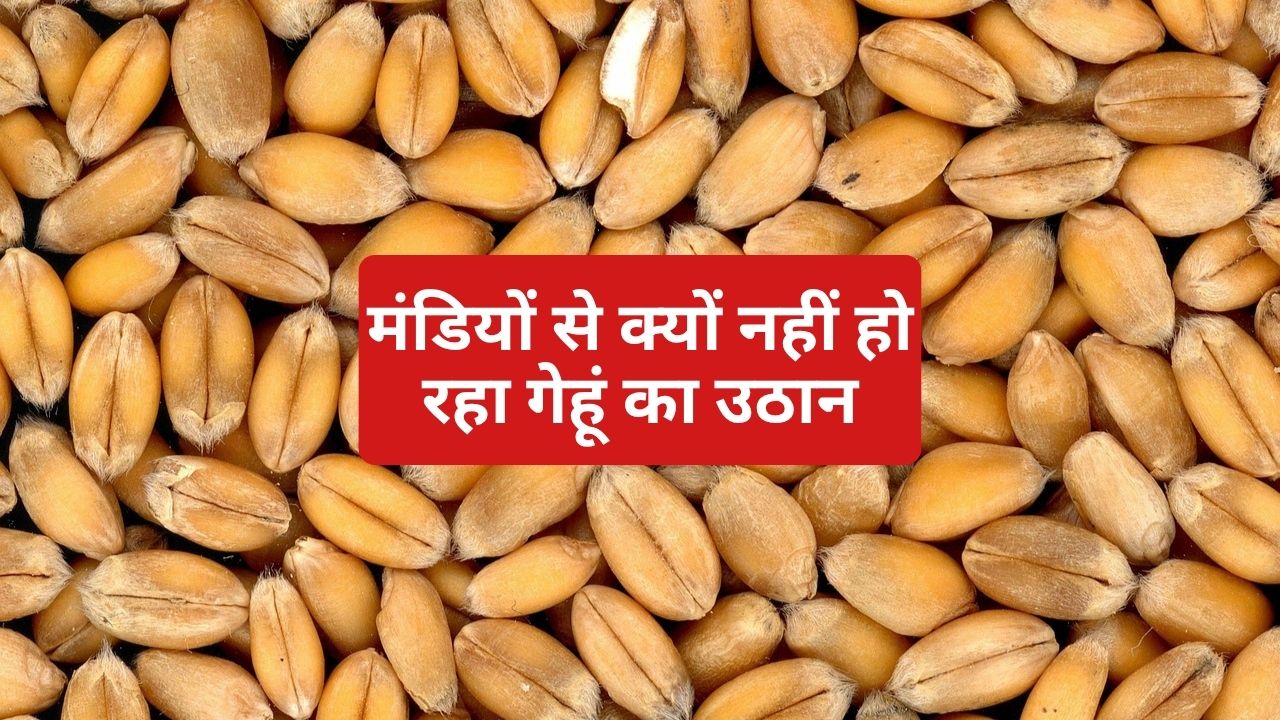 Wheat Procurement Lack Of Space In Faridkot Grain Markets Punjab News