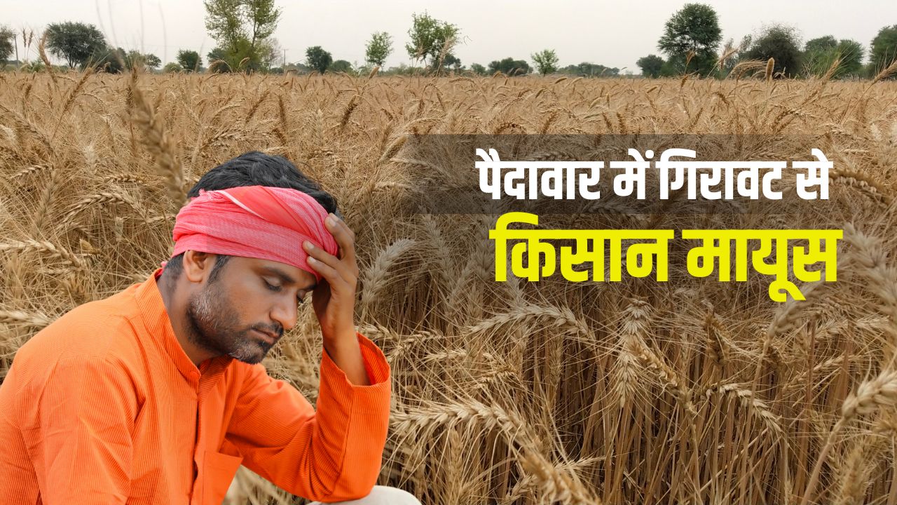 Punjab Wheat Yields Fall Loss Of Rs 5000 Per Acre Punjab Agriculture Department