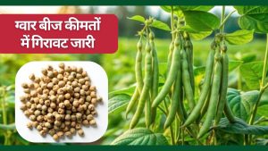 घरेलू-अंतरराष्ट्रीय बाजारों में भरपूर सप्लाई से ग्वार बीज और ग्वार गम के दाम गिरे, किसानों पर बुरे असर की चिंता