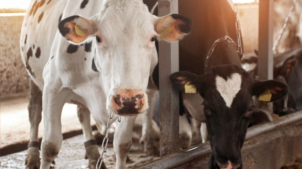 भीषण गर्मी के कारण गाय-भैंस चारा कम खाने लगते हैं, क्योंकि तेज धूप और गर्म हवा उन्हें असहज कर देती है. इसका सीधा असर उनके दूध उत्पादन पर पड़ता है, जिससे डेयरी किसानों की आय में गिरावट आती है.