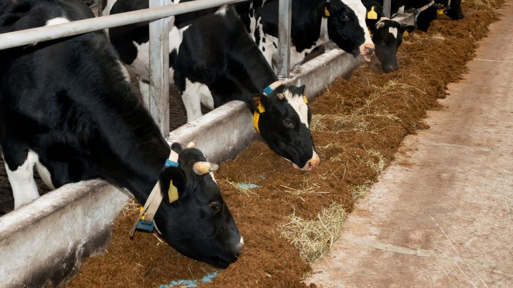 गर्मी के मौसम में पशुओं का शरीर तेजी से गर्म हो जाता है, खासकर जब वे टिन शेड या बंद जगह में बंधे होते हैं. इससे उन्हें बेचैनी होती है और वे खाना-पीना कम कर देते हैं. विदेशी नस्ल की गायें जैसे होल्स्टीन फ्रीसियन और जर्सी इस समस्या से ज्यादा प्रभावित होती हैं.