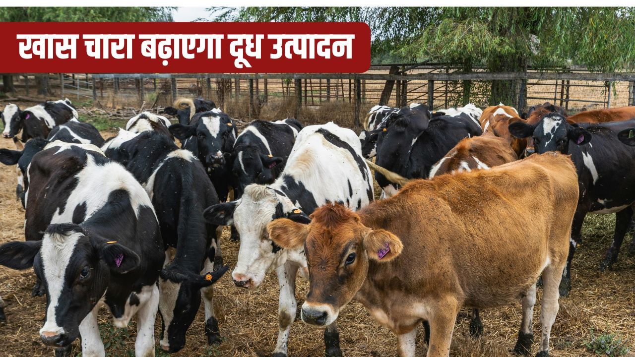 पशुपालकों के लिए एडवाइजरी, गर्मी में इस तरह करें मवेशियों की देखरेख.. रोज दें 50 ग्राम मिनरल सप्लीमेंट