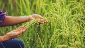 अप्रैल में ये गलती कर दी तो फसल हो जाएगी बर्बाद! कृषि विभाग ने किसानों के लिए जारी की एडवाइजरी