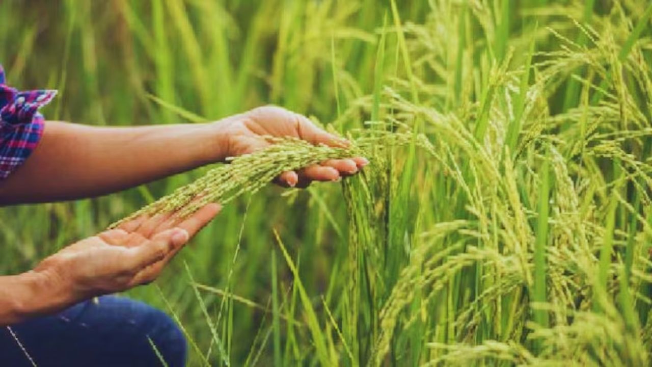 April Farming Tips Garma Dhan Vegetable Crop Care Irrigation Fertilizer Guide 2026 2