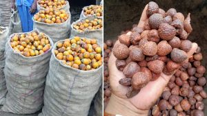 सुपारी के दाम आसमान पर: पहली बार 500 रुपये किलो पहुंची कीमत, खरीदार और किसान दोनों हैरान