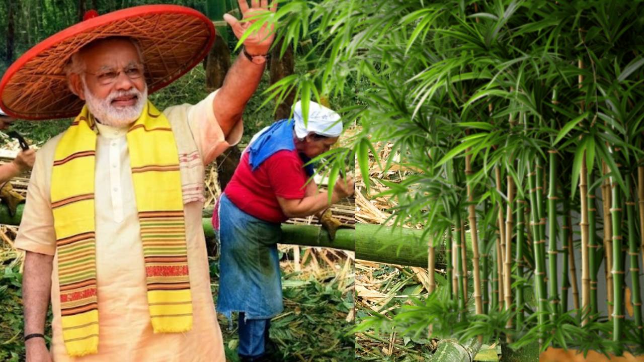 Northeast India Bamboo Industry Growth Policy Reforms Innovation Export Demand Livelihood Opportunities