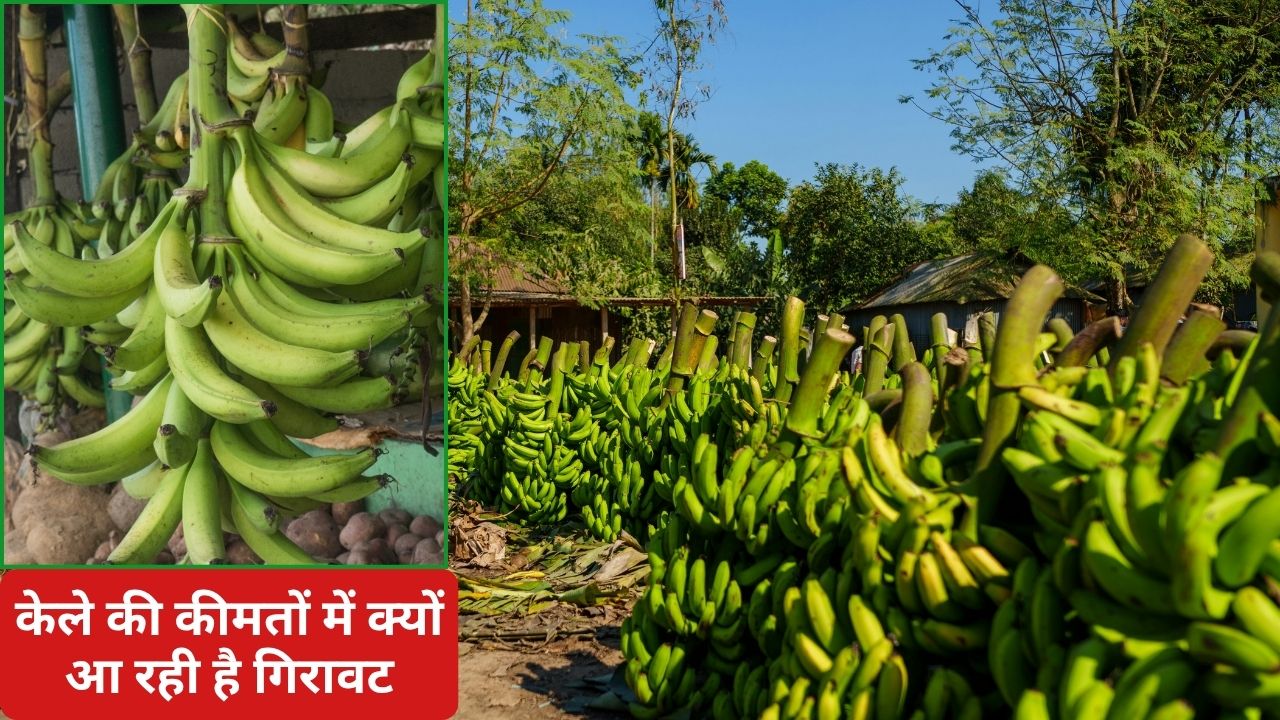 Banana Farmers Suffer Losses As Prices Drop Banana Prices Fall Andhra Pradesh Banana Farmers