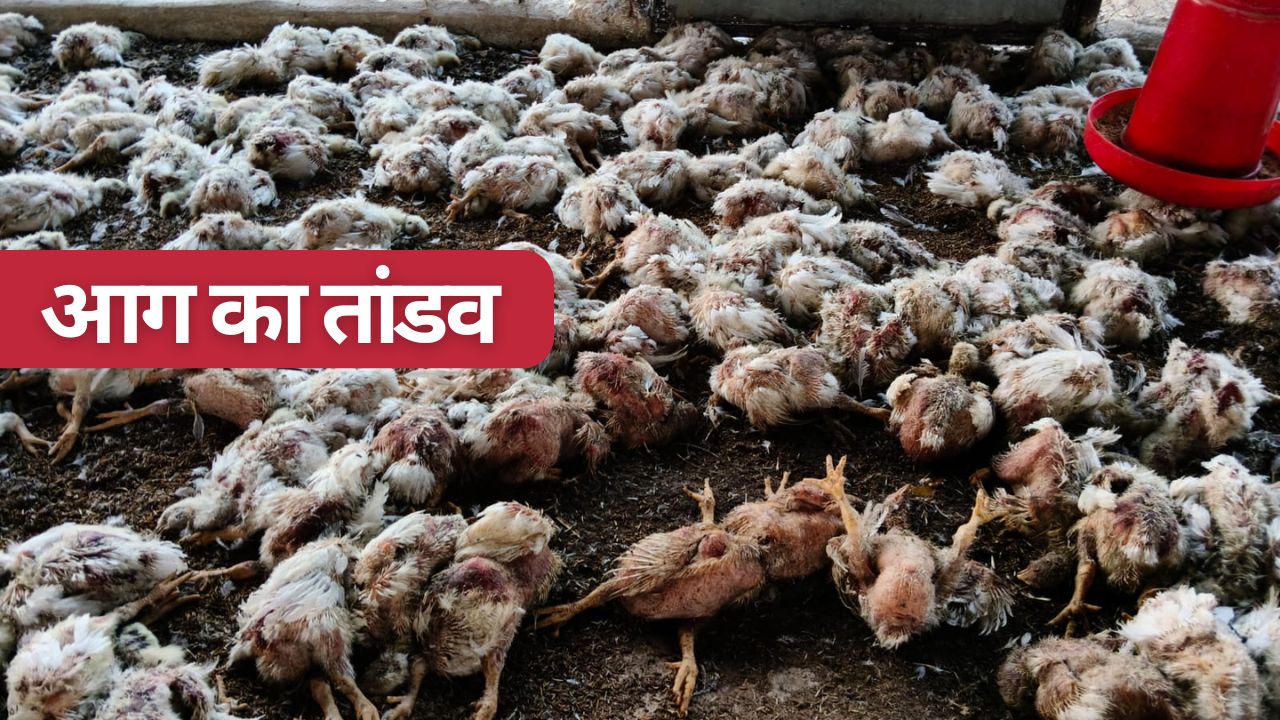 खेत में लगी आग ने पोल्ट्री फार्म को चपेट में लिया, 6 हजार मुर्गियां जलकर मरीं, चार पशुओं की भी मौत