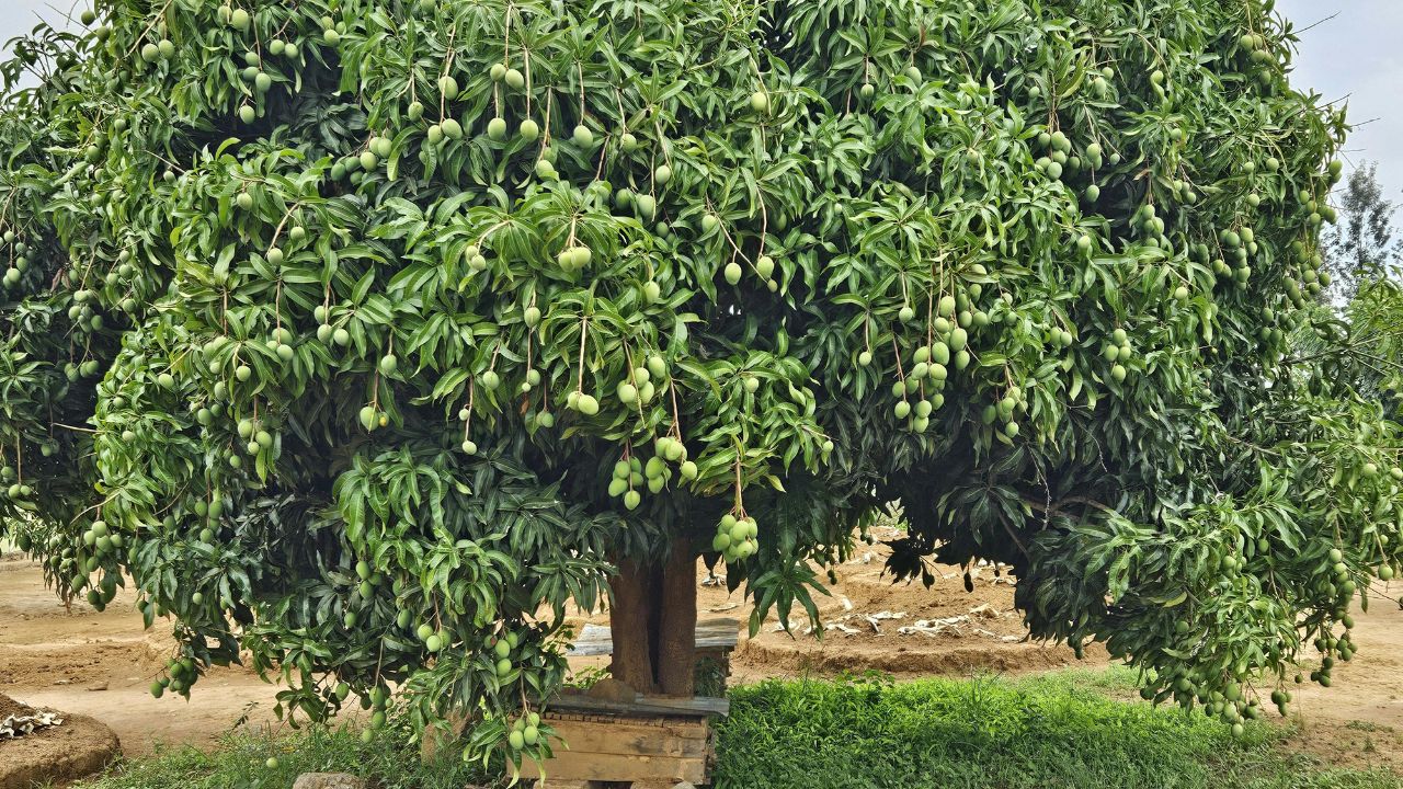 Tips For Farmers Aam Ke Phal Fatne Ki Samasya Mango Fruit Cracking Solution In Hindi