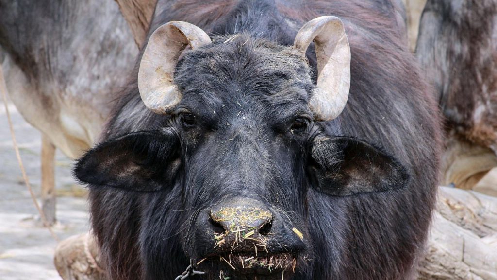 तेज गर्मी और लू के कारण भैंसों का दूध उत्पादन 10–15 फीसदी तक कम हो सकता है. इसका सीधा असर पशुपालकों की आमदनी पर पड़ता है, इसलिए गर्मियों में विशेष देखभाल जरूरी हो जाती है.