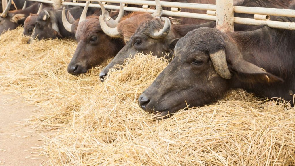 भैंसों की त्वचा गहरी होती है और उनमें पसीने की ग्रंथियां कम होती हैं. इसी वजह से वे गर्मी को जल्दी सहन नहीं कर पातीं और हीट स्ट्रेस का शिकार हो जाती हैं.