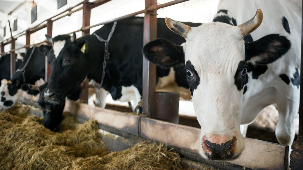 पशुओं को गर्मी से बचाने के लिए हर 2-3 दिन में नहलाना जरूरी है. इसके साथ ही शेड में पंखा, कूलर या फॉगर लगाने से वातावरण ठंडा रहता है. टिन शेड के नीचे घास-फूस या सफेद कपड़ा डालने से गर्मी कम की जा सकती है और हवा के अच्छे प्रवाह का इंतजाम भी जरूरी है.