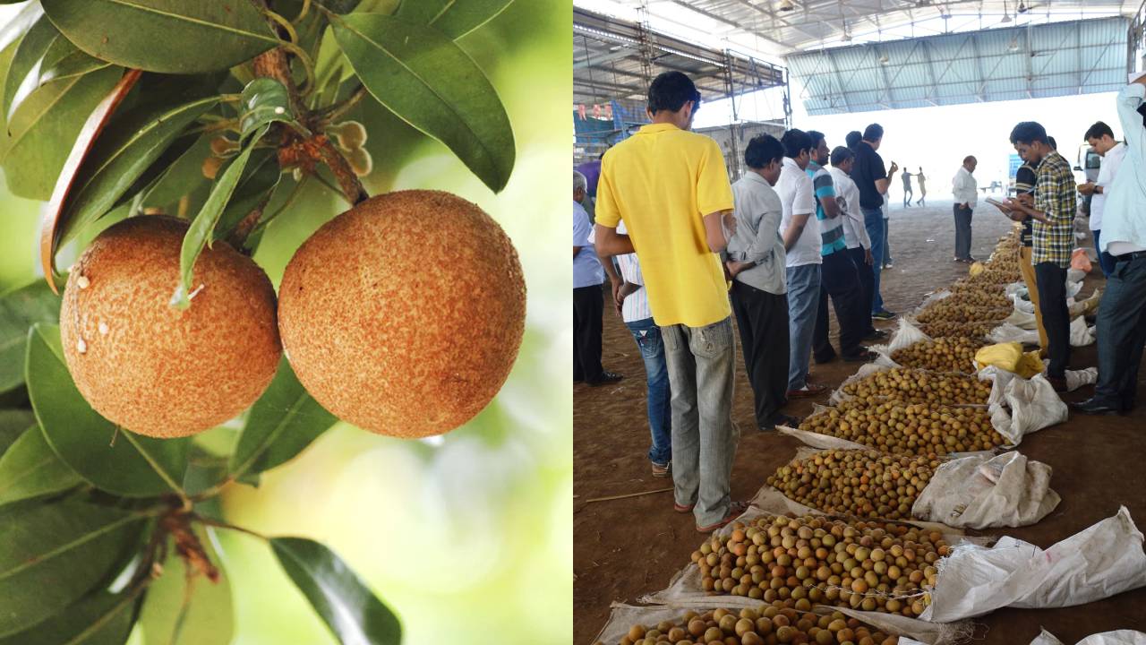 Gujarat Chikoo Production Decline 25 Percent Decade Sapota Farming Area Drop Surat Navsari Agriculture Trends