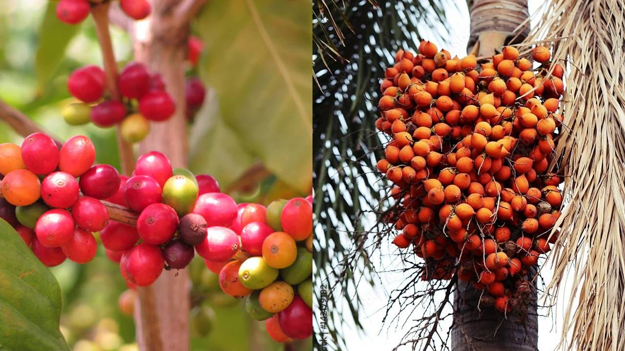 Copper Sulphate Price Rise India Coffee Arecanut Farmers Cultivation Costs Fungicide Bordeaux Mixture