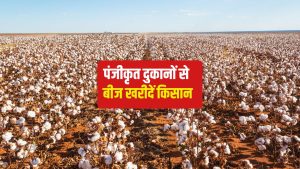 सरकार का बड़ा फैसला, बीटी कपास सहित 4 देसी किस्मों पर 33 फीसदी सब्सिडी का ऐलान सरकार का बड़ा फैसला, बीटी कपास सहित 4 देसी किस्मों पर 33 फीसदी सब्सिडी का ऐलान
