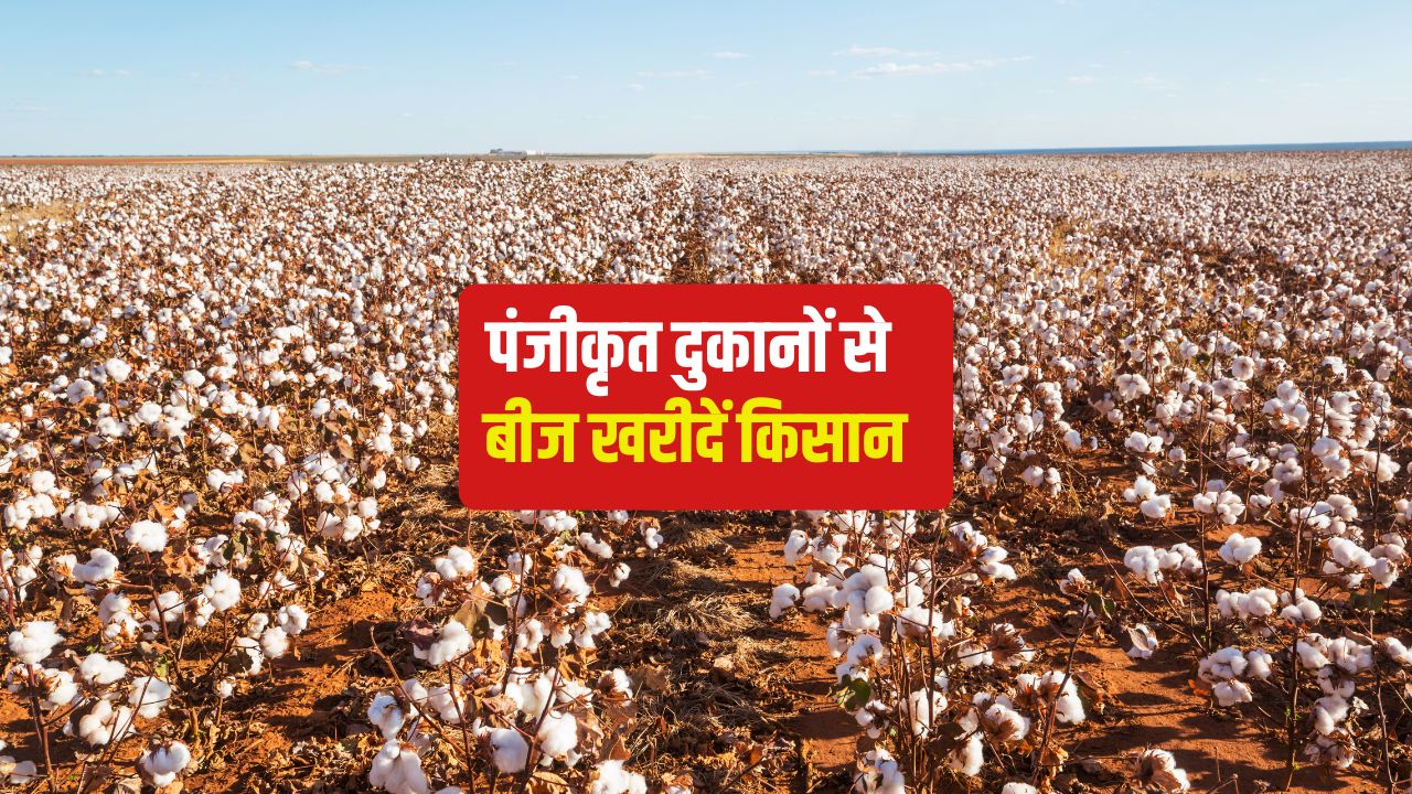 Punjab Government To Provide 33 Percent Subsidy On 4 Indigenous Varieties Including Bt Cotton