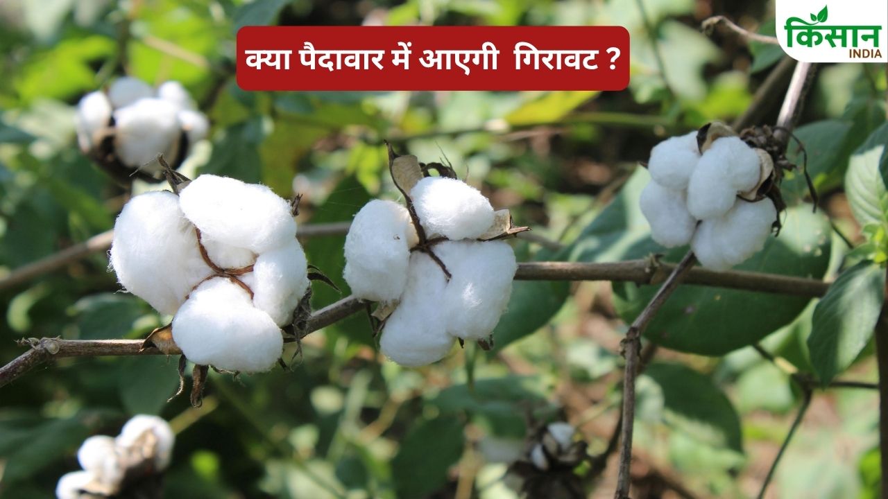Cai Increases Cotton Production Target Expects Production 324 Lakh Bales