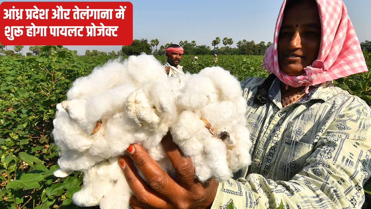 Now Cotton Farmers Bhavantar Yojana Cotton Cultivation Agriculture News Hindi