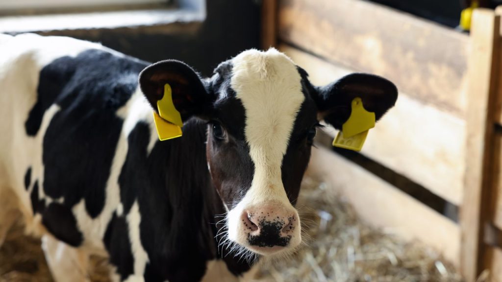 रीवा वेटरनरी कॉलेज की एक्सपर्ट डॉ. आयुषी पांडे के अनुसार, सर्दी से गर्मी में बदलाव होने पर पशुओं की रोग प्रतिरोधक क्षमता कमजोर हो जाती है. ऐसे में वे जल्दी बीमार पड़ते हैं, जिससे दूध उत्पादन और किसान की कमाई दोनों पर असर पड़ता है. रीवा वेटरनरी कॉलेज की एक्सपर्ट डॉ. आयुषी पांडे के अनुसार, सर्दी से गर्मी में बदलाव होने पर पशुओं की रोग प्रतिरोधक क्षमता कमजोर हो जाती है. ऐसे में वे जल्दी बीमार पड़ते हैं, जिससे दूध उत्पादन और किसान की कमाई दोनों पर असर पड़ता है.