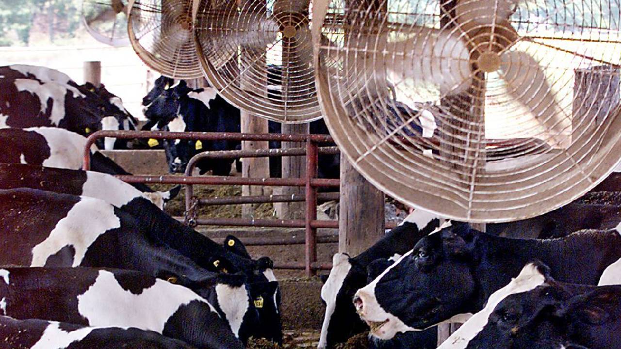 Uttar Pradesh Cow Shelter Heatwave Protection Coolers Misting System Animal Welfare Guidelines