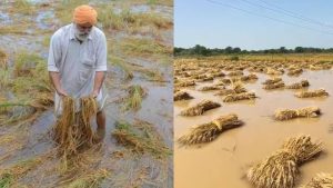 फसल नुकसान पर पंजाब सरकार अलर्ट, 7 जिलों में 500 अधिकारी तैनात… जल्द मिलेगा मुआवजा