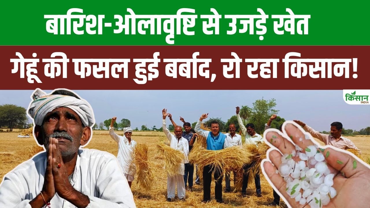 Weather News: मध्य प्रदेश में ओलों ने गेहूं की फसल उजाड़ी, किसानों की मेहनत डूबी और चिंता बढ़ी
