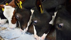 Tip Of The Day: पशुओं पर गर्मी का कहर! ये 5 संकेत दिखें तो समझ लें खतरे में है आपका पशु, करें ये उपाय