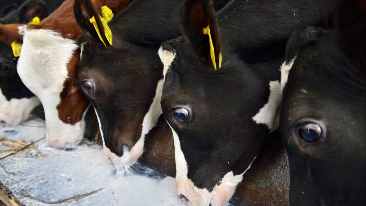 Dairy Farming Heat Stress Management In Livestock Animal Health Warning Signs Heatstroke Prevention