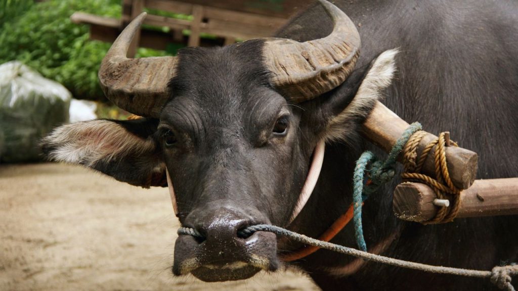 अगर भैंस तेज सांस ले, सुस्ती दिखाए या चारा कम खाए, तो यह हीट स्ट्रेस का संकेत हो सकता है. ऐसे लक्षण दिखते ही तुरंत पशु चिकित्सक से सलाह लेना बेहद जरूरी है.