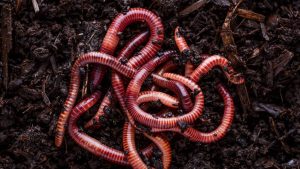 वर्मी कम्पोस्ट के लिए सही केंचुए चुनना है जरूरी, तभी बनेगी शानदार जैविक खाद… जानें सही तरीका
