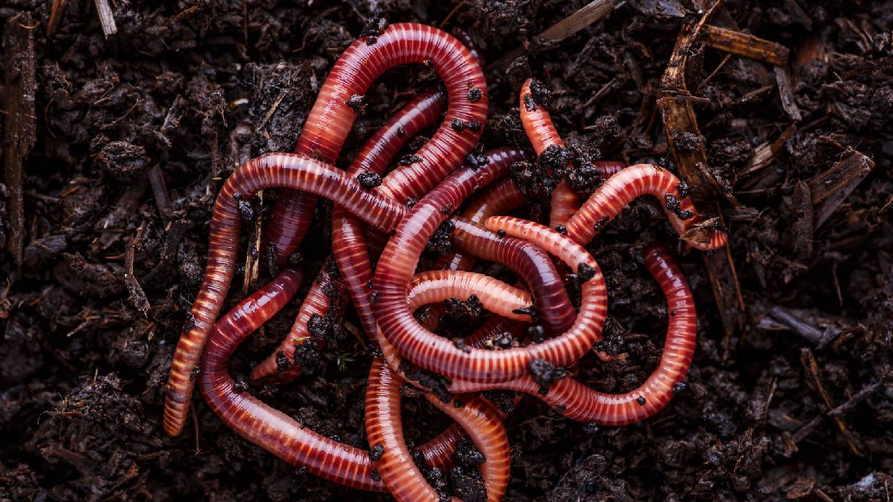 Vermicomposting Guide Farmers Right Earthworms Method High Quality Organic Fertilizer India