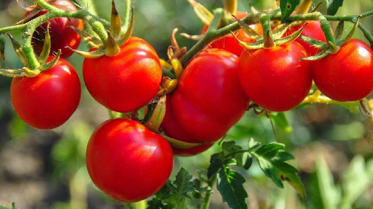 Tomato Prices Surge El Nino Impact India Food Inflation Sbi Report 2026