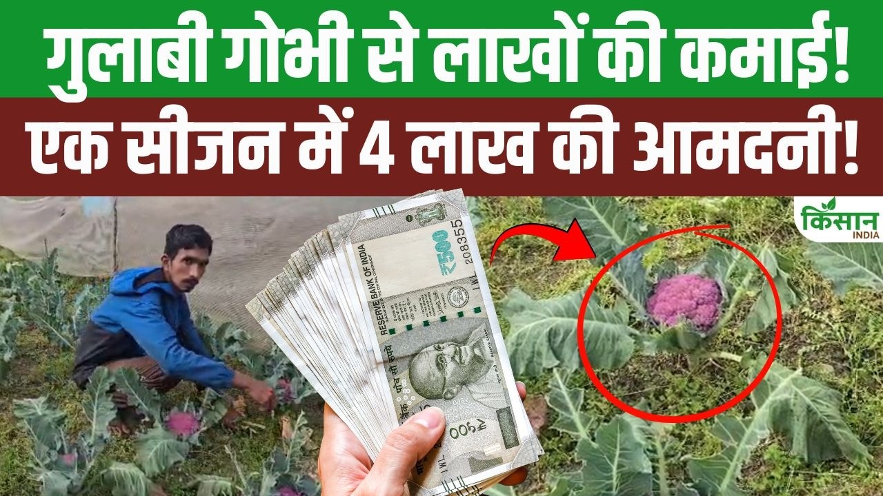 Cultivation Pink Cabbage Transformed Farmer Fortune Earning Handsome 4 Lakh Rupees In Single Season Uttarakhand