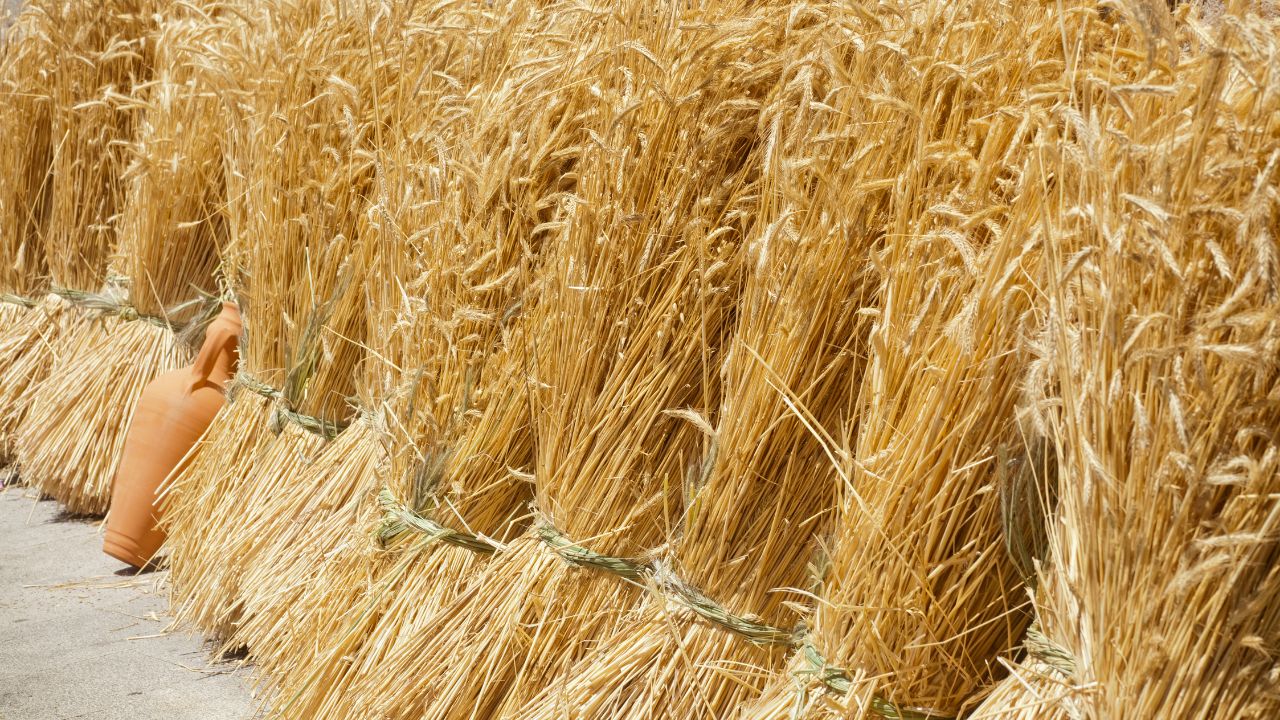 Wheat Straw Benefits For Cattle Farming Soil Fertility Water Saving Low Cost Fodder Solution