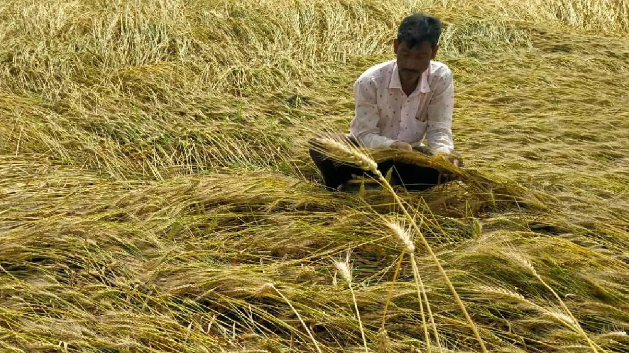 Up Government Crop Compensation 122 28 Crore Farmers May 4 Pmfby Kharif 2025 Rabi 2025 26 Insurance Payment