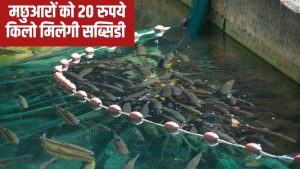 अब MSP पर होगी मछली की खरीद, सरकार ने तय किया रेट.. हजारों मछुआरों को होगा सीधा फायदा अब MSP पर होगी मछली की खरीद, सरकार ने तय किया रेट.. हजारों मछुआरों को होगा सीधा फायदा