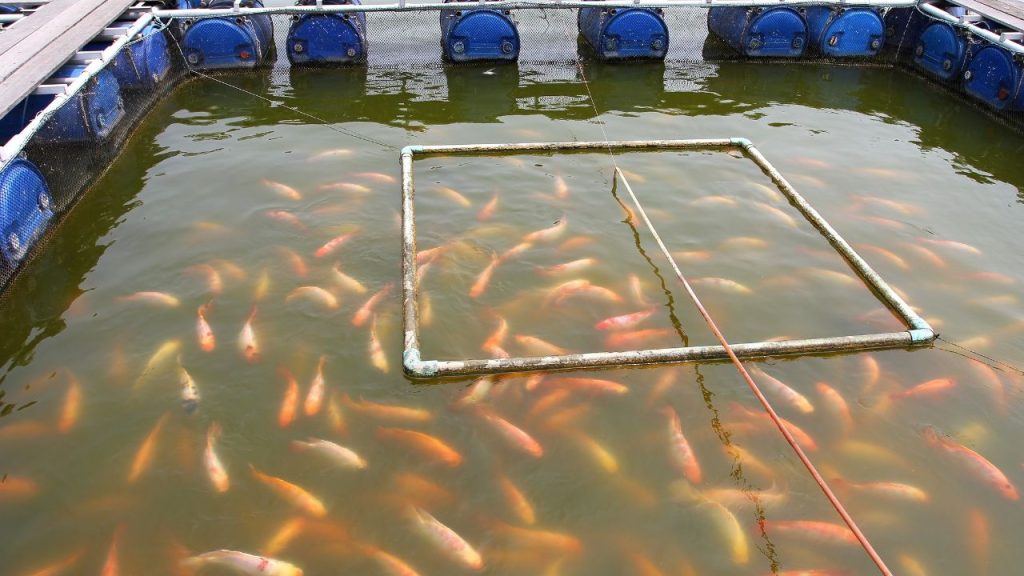 सूखने के बाद तालाब की जुताई करने से मिट्टी की पलटवार होती है, जिससे जमीन की उर्वरता बढ़ती है और मछलियों के लिए बेहतर वातावरण तैयार होता है.