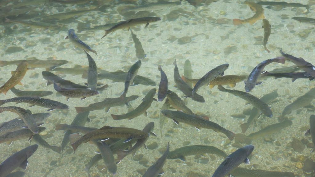 तालाब में पानी भरते समय गोबर या कंपोस्ट खाद डालना जरूरी है, जिससे प्लैंकटन बनता है जो मछलियों का प्राकृतिक भोजन होता है. साथ ही चूना डालने से पानी का pH संतुलित रहता है.