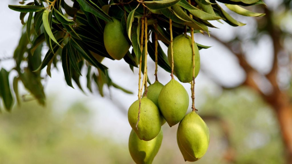 इसके अलावा कैल्शियम नाइट्रेट और पोटाश का संतुलित उपयोग करें, पेड़ों के चारों ओर मल्चिंग तकनीक अपनाएं, फलों की समय पर तुड़ाई करें और अत्यधिक नाइट्रोजन व अनियमित सिंचाई से बचें. इसके अलावा कैल्शियम नाइट्रेट और पोटाश का संतुलित उपयोग करें, पेड़ों के चारों ओर मल्चिंग तकनीक अपनाएं, फलों की समय पर तुड़ाई करें और अत्यधिक नाइट्रोजन व अनियमित सिंचाई से बचें.