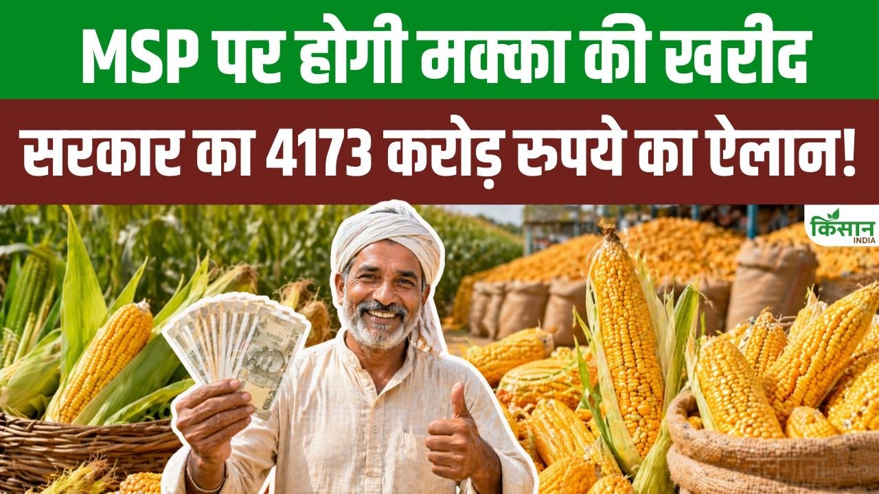 Government To Buy Maize At Msp Spending 4173 Crore Boost Income And Ensure Better Prices