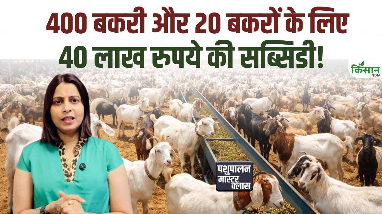 Golden Opportunity Start Sheep And Goat Rearing Know Easy Application Process With 50 Percent Subsidy Under Nlm Scheme