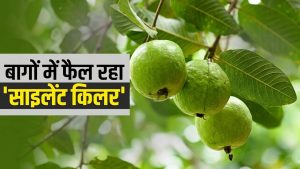 यूपी में अमरूद पर उकठा-नीमैटोड का हमला, बीमारी से बाग हो रहे बर्बाद… ICAR का एक्शन प्लान शुरू यूपी में अमरूद पर उकठा-नीमैटोड का हमला, बीमारी से बाग हो रहे बर्बाद… ICAR का एक्शन प्लान शुरू