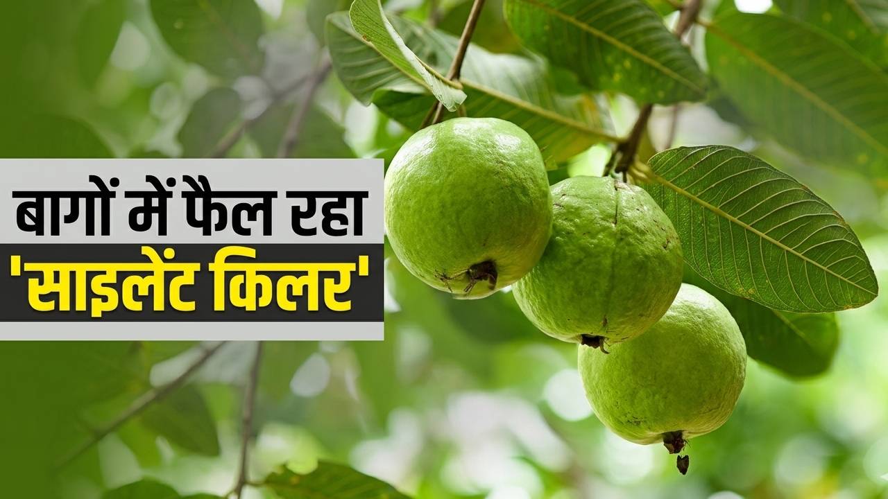 यूपी में अमरूद पर उकठा-नीमैटोड का हमला, बीमारी से बाग हो रहे बर्बाद… ICAR का एक्शन प्लान शुरू